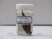 藏品(環紋蝙蝠棘茄魚)的圖片